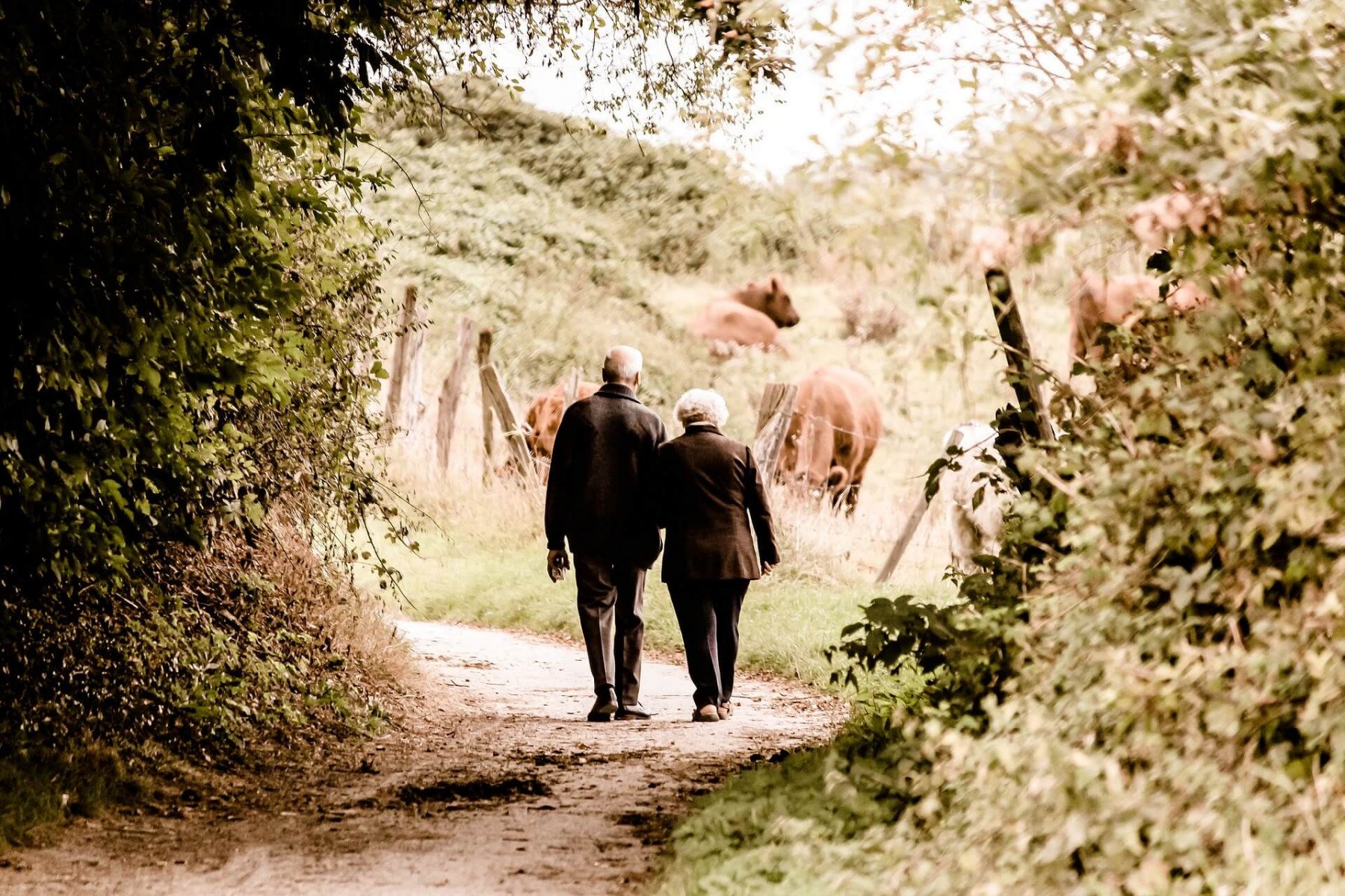 Äldre par man och kvinna går arm i arm på en skogsväg förbi en hage med kor